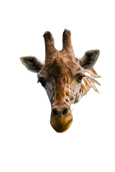 Giraffe head on black background, high resolution photograph. The image is in the style of a high resolution photo.  Transparent Background