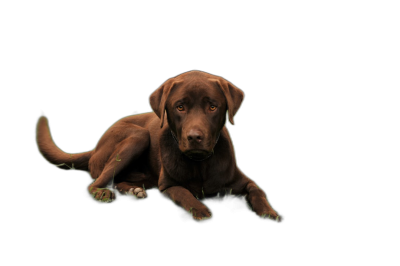 A brown Labrador puppy lying on the grass in a full body shot against an isolated black background in the style of hyper realistic photography.  Transparent Background