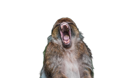 Barlow's monkey yawns with mouth wide open isolated on black background, studio shot , high resolution photography  Transparent Background