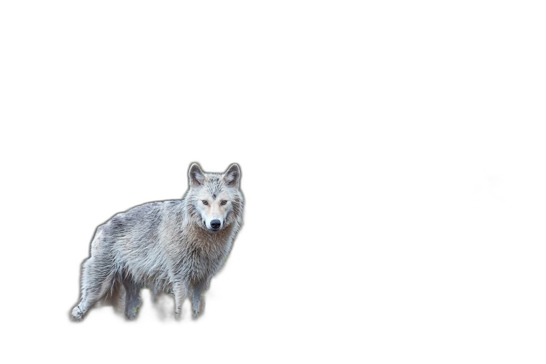 A wolf standing on black background, animal wallpaper, high definition photography, high resolution  Transparent Background