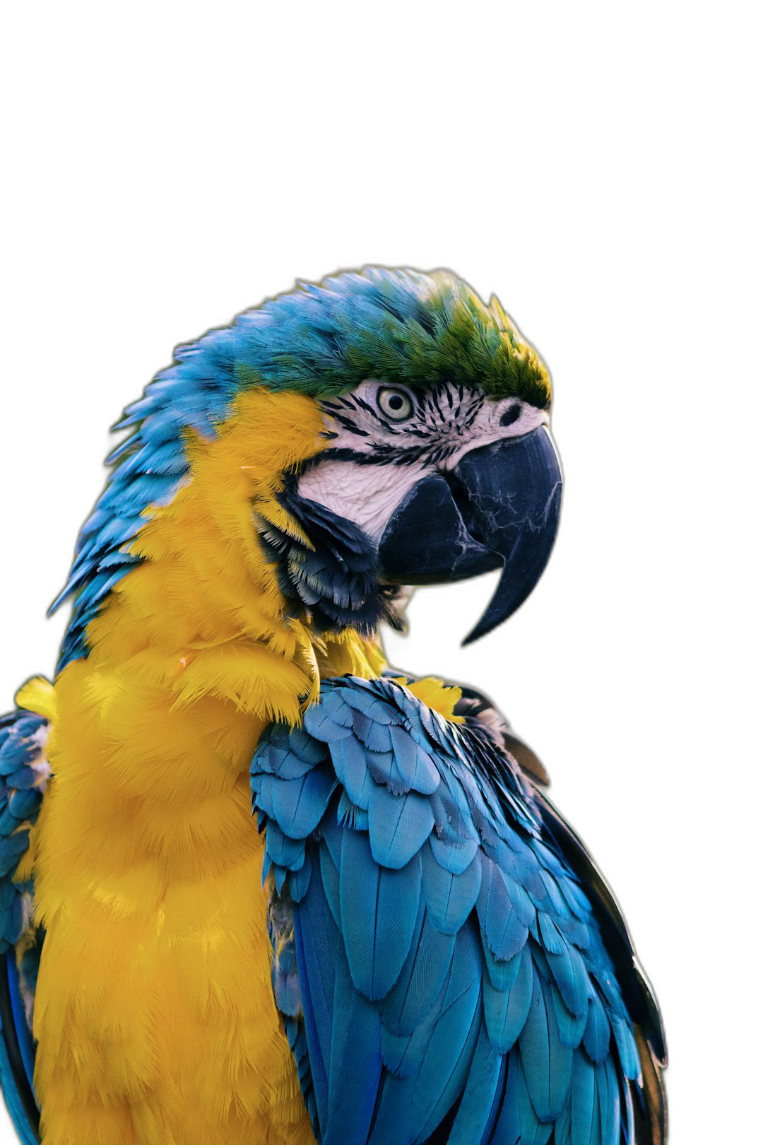 Beautiful parrot with blue and yellow feathers, closeup portrait on black background, high detail, high resolution, professional photograph, Canon EOS, HDR, high quality, cinematic lighting, soft light, volumetric light, sharp focus, super depth of field  Transparent Background