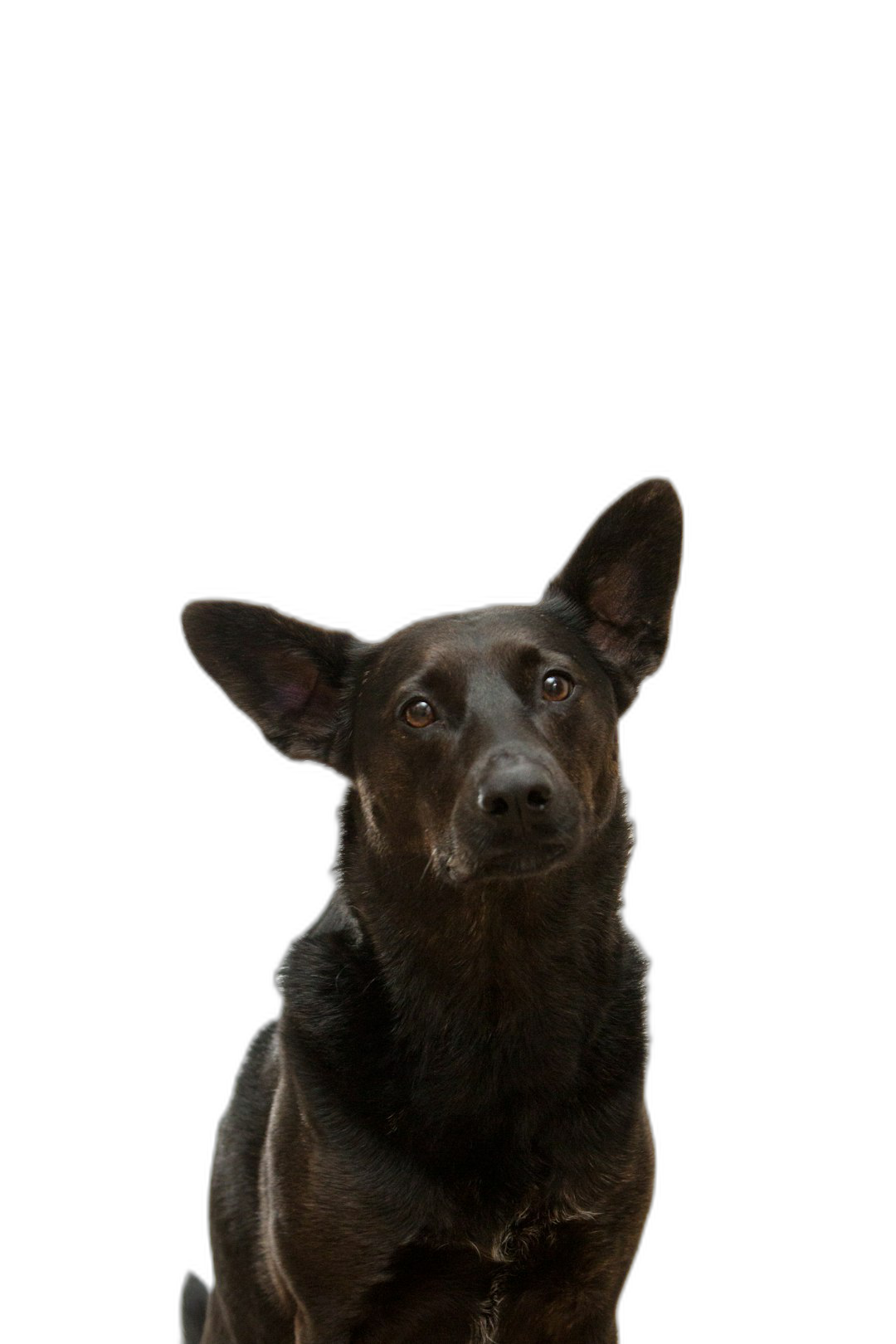 A cute black dog with ears standing upright, looking at the camera on an isolated dark background. The entire figure of my pet is visible in full height. High detail, studio photo 50mm lens, high resolution, high quality  Transparent Background