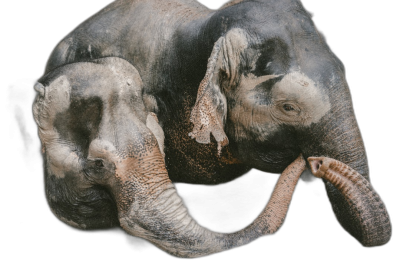 An elephant is holding its trunk up to the head of another, showing love and affection. The elephants' skin color resembles gray with some black spots. Black background. The photo was taken from above. It is a high resolution photo.  Transparent Background