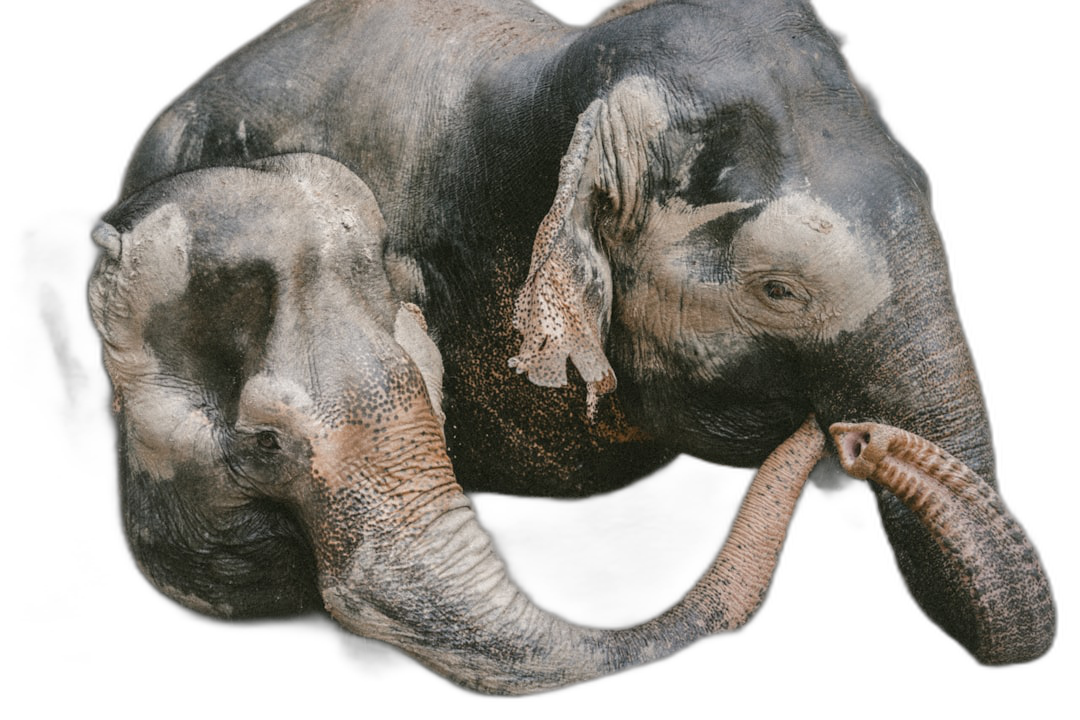 An elephant is holding its trunk up to the head of another, showing love and affection. The elephants’ skin color resembles gray with some black spots. Black background. The photo was taken from above. It is a high resolution photo.  Transparent Background