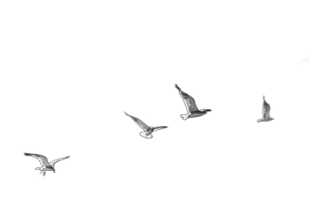 3 seagulls flying in the night sky, simple, minimalistic, black and white, high contrast, low angle shot, award winning photography  Transparent Background