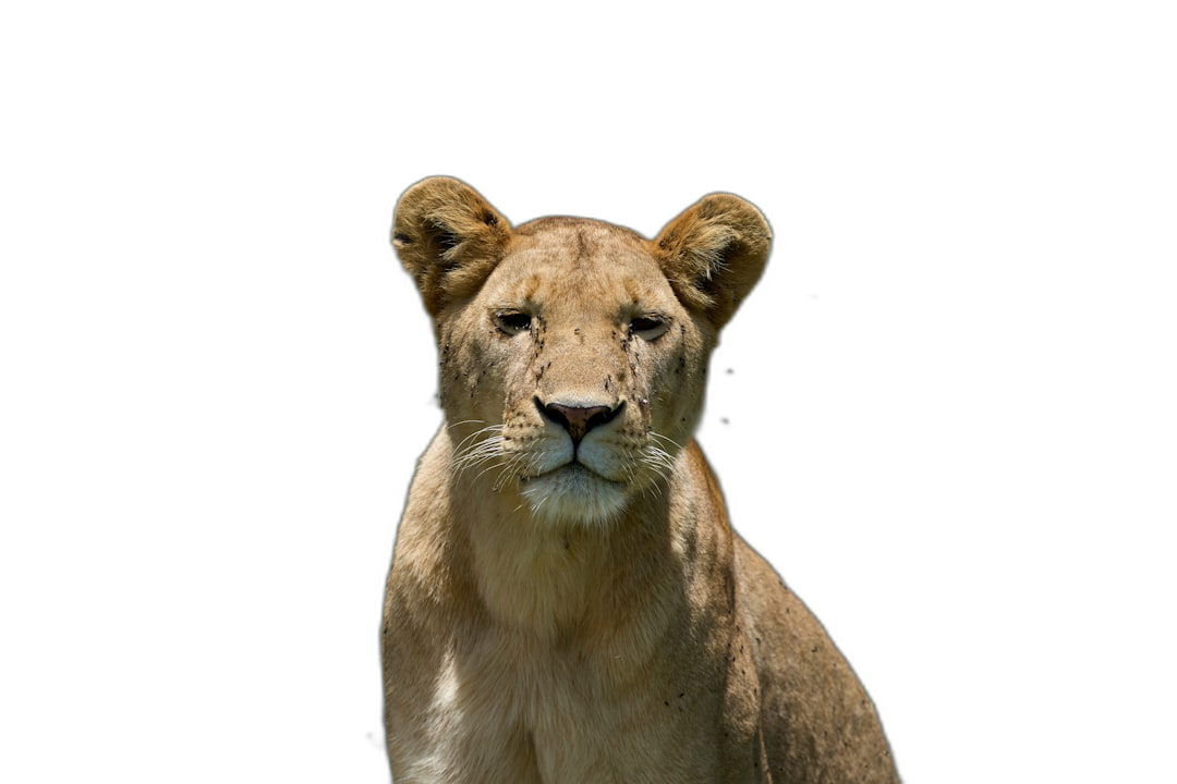 A lioness looking at the camera, isolated on a black background, in a high resolution photograph.  Transparent Background