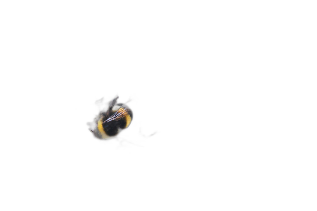 Photo of a bumblebee flying in the dark on a black background for a YouTube thumbnail. The photo is in the style of no particular artist.  Transparent Background