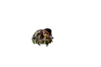 A cute duckling peeking out of the grass on a black background, in a high definition photographic style, cinematic.  Transparent Background