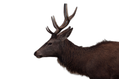 Red deer, side view of head looking to camera, isolated on black background, photorealistic, studio shot  Transparent Background