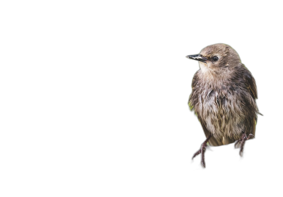 Cute small bird on black background, high resolution photography, professional color grading, soft shadows, no contrast, clean sharp focus digital photography  Transparent Background