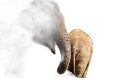 Photo of an elephant's trunk touching the hand of another animal, symbolizing unity and harmony between different species on a black background. The photo appears to be in the style of an Asian artist known for minimalist animal depictions representing compassion.  Transparent Background