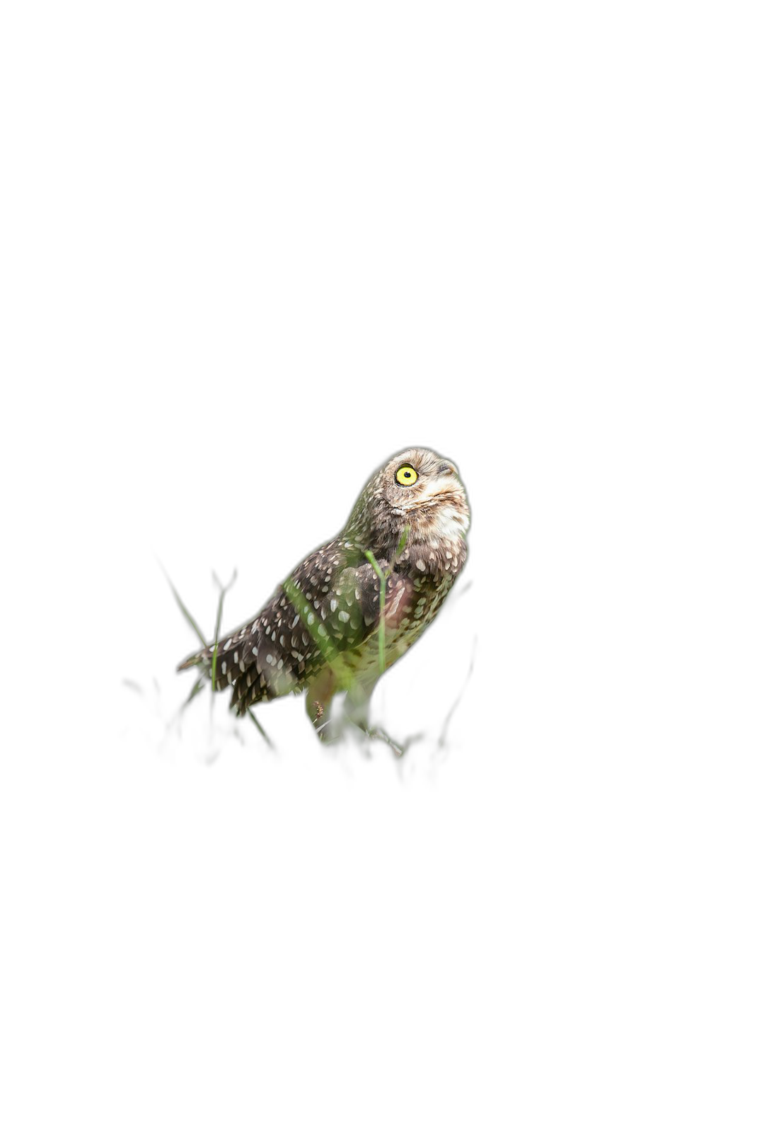 An owl photograph in the dark with a night vision camera, glowing green eyes. A cute little owlet with white spots on its wings and body, a small yellow beak, walking along the grass at ground level against an isolated black background, with high resolution and sharp focus in the style of a professional studio photography with natural lighting and color grading, stock photo.  Transparent Background