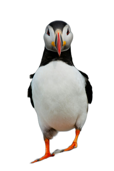 Puffin standing on two legs, black background, full body shot photograph, in the style of Hasselblad X2D 640mm  Transparent Background