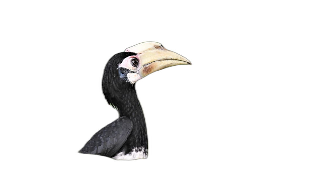 A hornbill head in profile on a black background, a 3D rendered illustration in the style of a cartoon, with white and beige colors, high resolution  Transparent Background