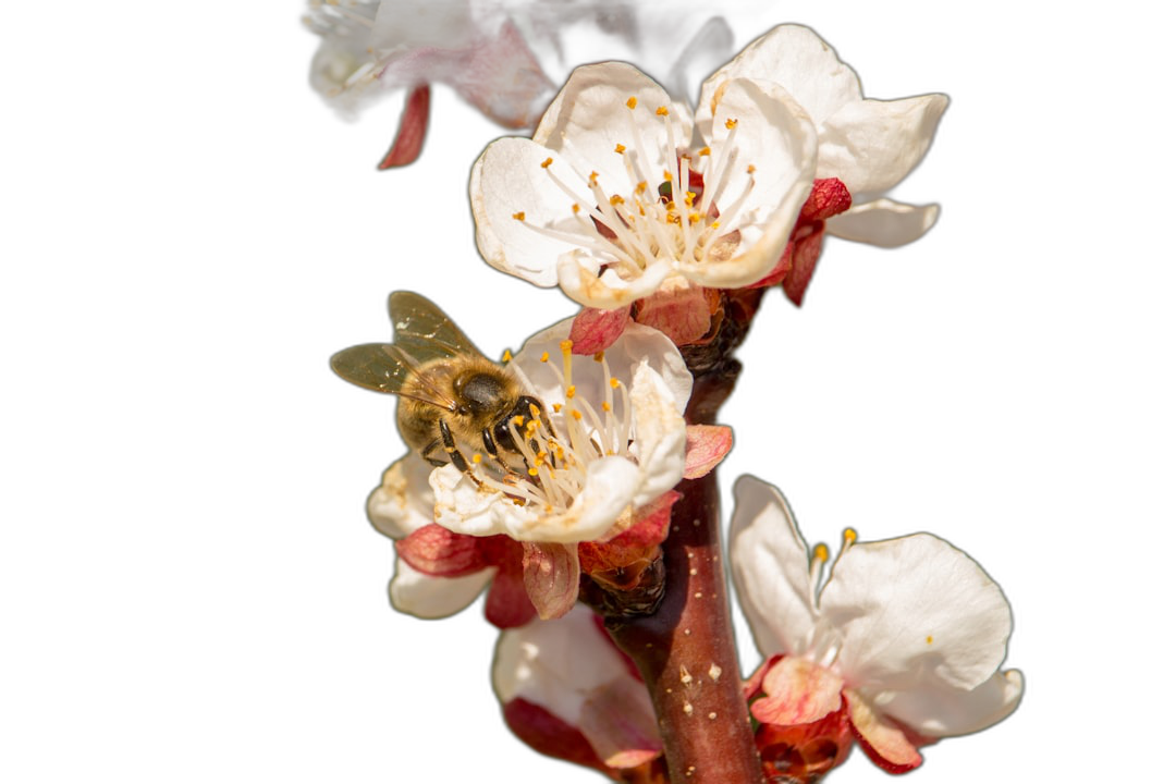 close up of blooming apricot tree flowers with bee on black background, stock photo, high resolution photography, sharp focus, no contrast, soft shadows, natural light, professional color grading, clean sharp focus, no grainy textures, no motion blur  Transparent Background