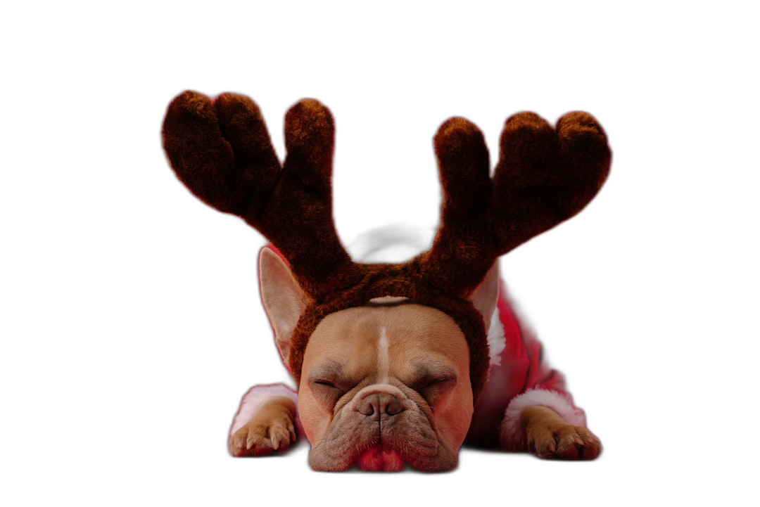 A cute french bulldog in santa costume with deer antlers laying down on black background, wearing christmas , photorealistic, high resolution, professional photograph, full body shot, centered composition, symmetrical  Transparent Background