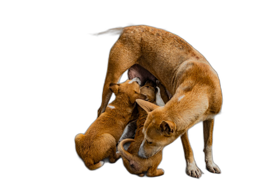 A dingo mother playing with her baby dogs on a black background, high definition photography with studio lighting. The image is in the style of studio light photography.  Transparent Background