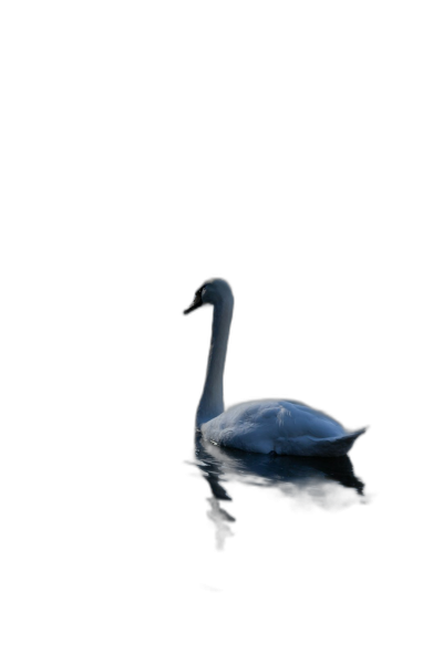 A swan swimming in the dark water, minimalist photography, elegant, simple composition, high contrast lighting, sharp focus, high resolution, high definition. The photograph was created in the style of a minimalist photographer with an elegant, simple composition and high contrast lighting.  Transparent Background