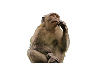 A monkey sitting on its hind legs, looking up and thinking with its hand holding a phone to its ear, against an isolated black background, in a full body shot, in the style of hyper realistic photography.  Transparent Background