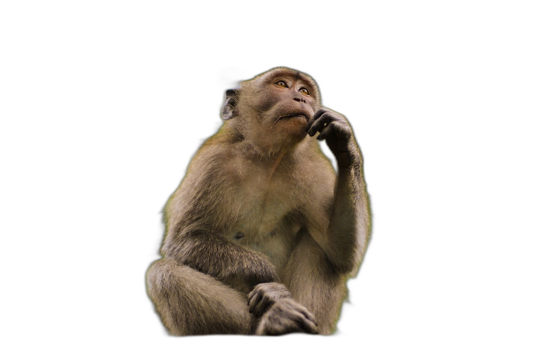 A monkey sitting on its hind legs, looking up and thinking with its hand holding a phone to its ear, against an isolated black background, in a full body shot, in the style of hyper realistic photography.  Transparent Background