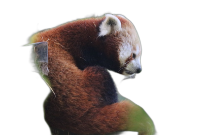 A red panda is seen in the dark, a green light shines on its back and tail. A side view with double exposure photography on a black background in the style of cartoon style, blurred, animal portrait at high resolution.  Transparent Background