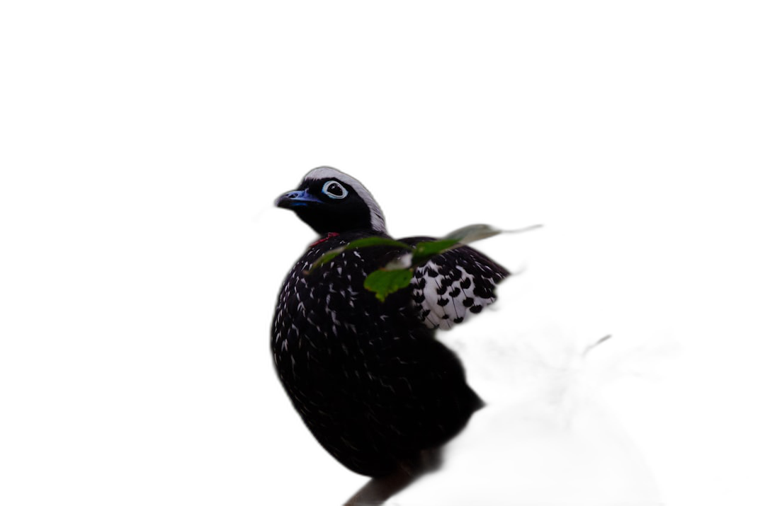 Black background, dark space, black and white checkered quail with green leaves on its back, backlight photography, colorism, FHD, high resolution. The quail is depicted in the style of backlight photography with green leaves on its back against a black background.  Transparent Background