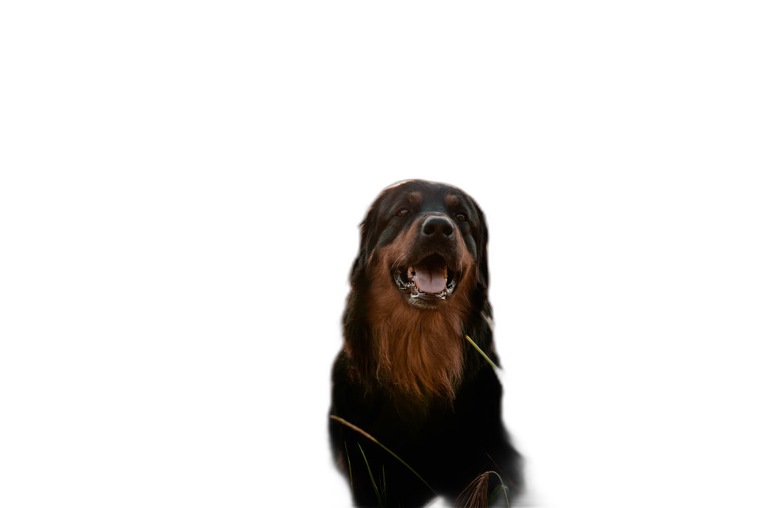 A Rottweiler dog is smiling, standing upright and looking at the camera with its mouth open on a black background, backlit photography in the style of primitivism, 2K, high resolution.  Transparent Background