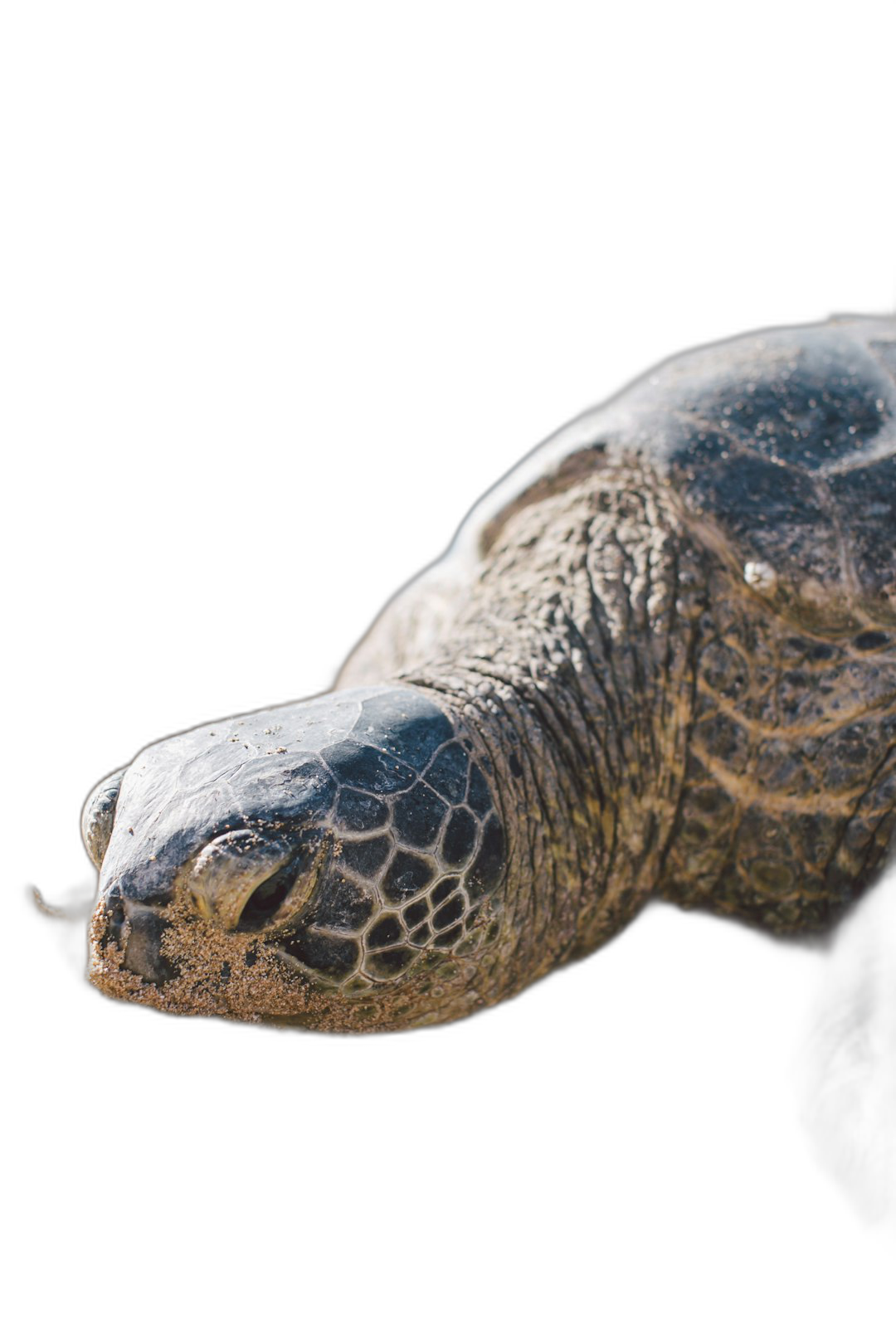 A closeup of the head and shell profile of an African winged turtle, which lies on its side against black background, National Geographic style photo  Transparent Background