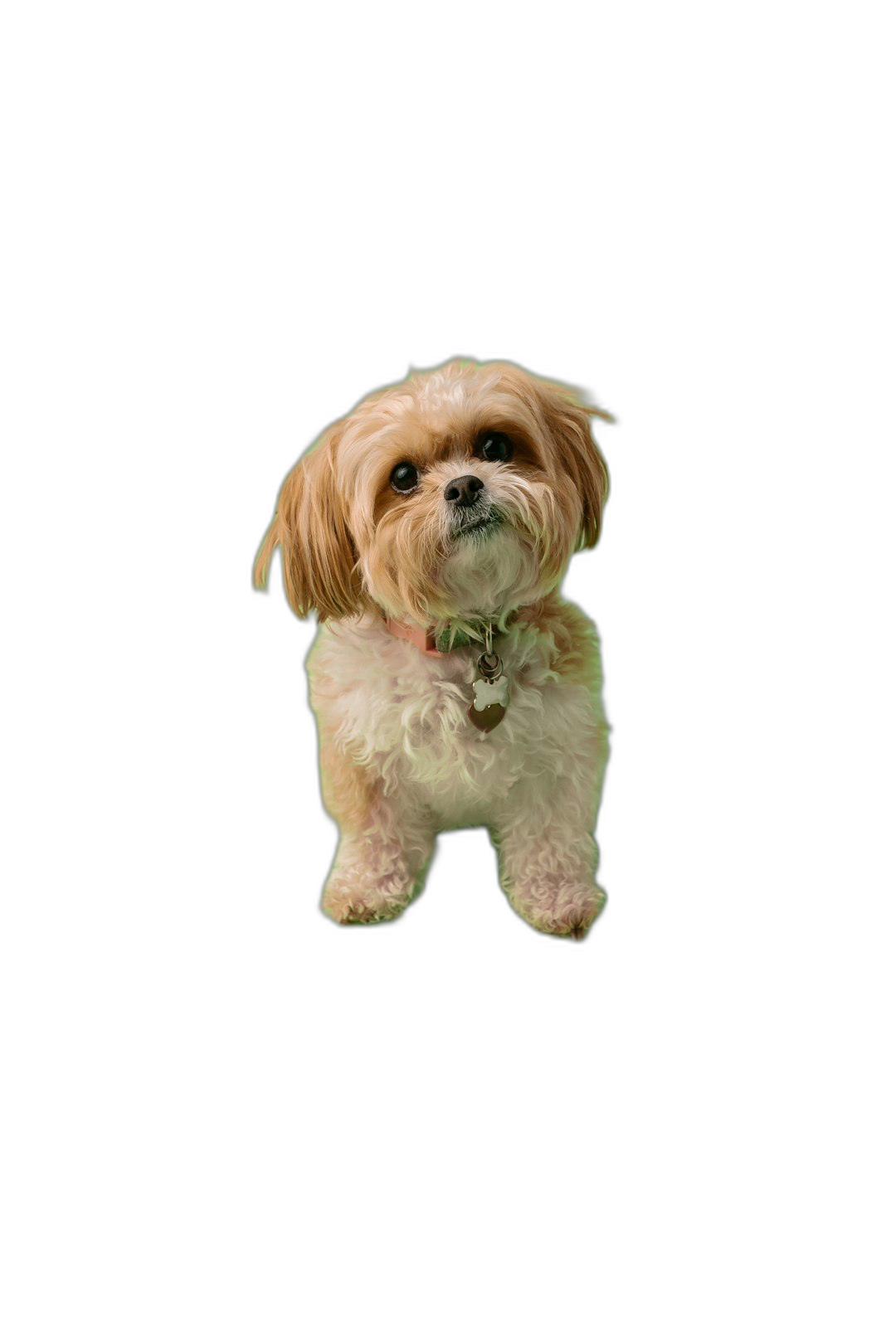 A cute Lhasa Apso dog standing, looking up at the camera with its head tilted slightly and mouth open, with a black background, full body shot, high definition photography  Transparent Background