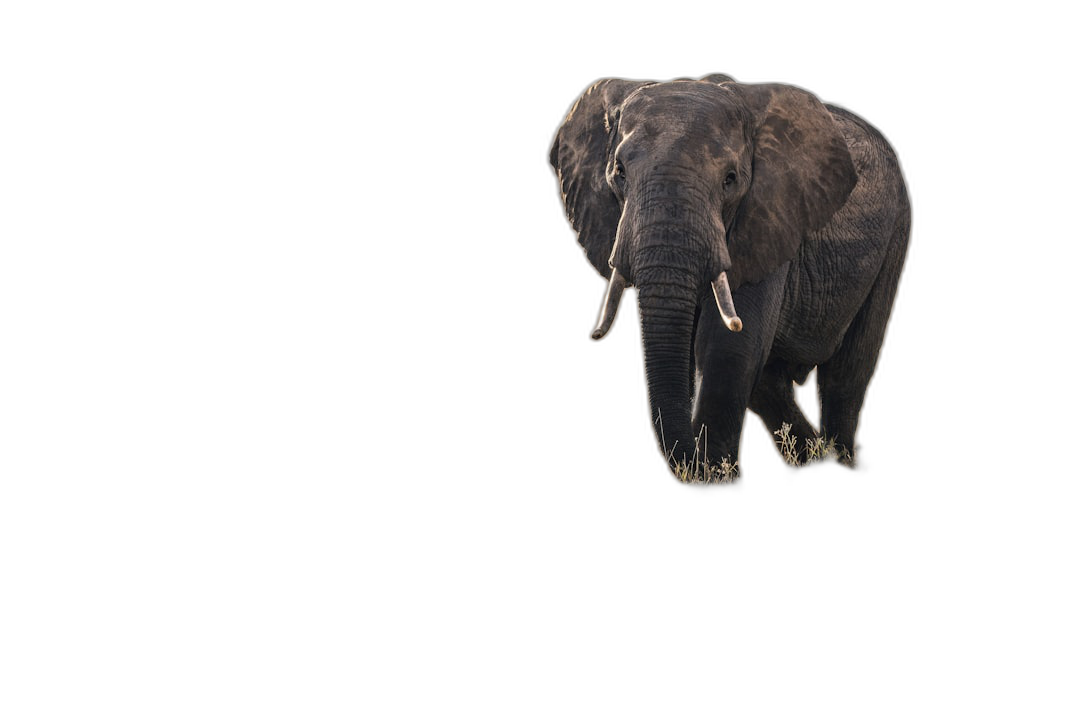 An elephant walking in the dark, isolated on a black background, in a high resolution photographic style.  Transparent Background