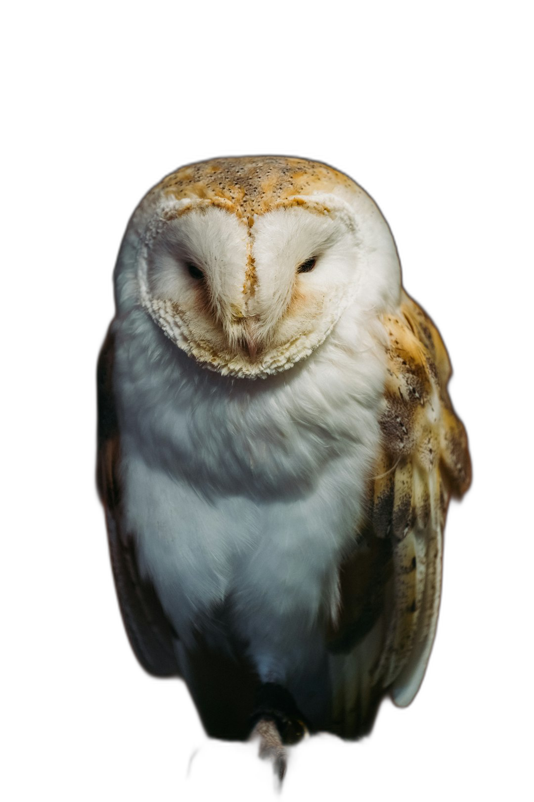 A photograph of an owl on black background, full body, sharp focus, high resolution  Transparent Background