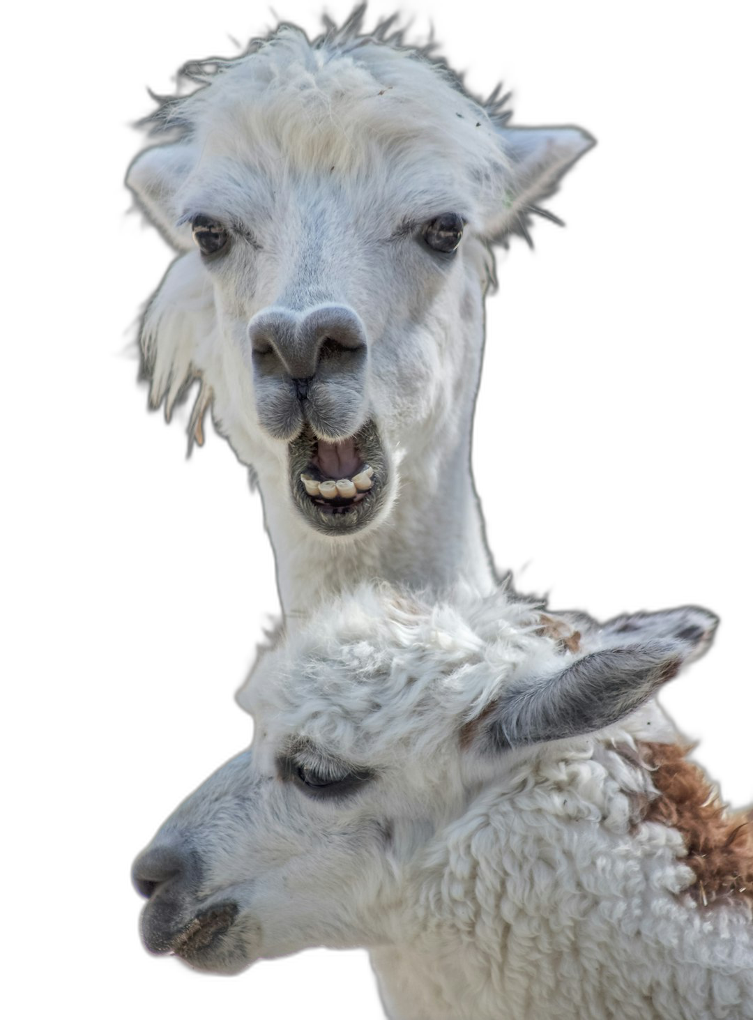 White alpaca with a funny face and a baby white alpaca, on a black background, a portrait in the style of funny, a funny photo, high resolution, hyper realistic  Transparent Background