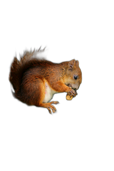 squirrel eating nut, on black background, full body, hyper realistic photography  Transparent Background