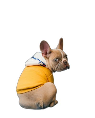 A full body shot of an adorable Frenchie puppy wearing a yellow hoodie with a white puffy collar on a black background, in the style of Hasselblad photography, minimalist.  Transparent Background