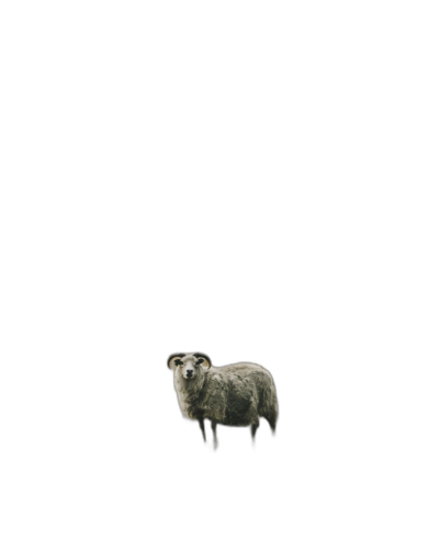 A single sheep standing in the middle of black background, minimalism, hyper realistic photography  Transparent Background