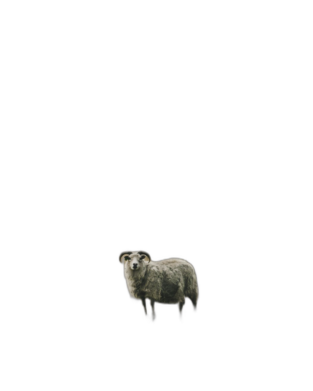 A single sheep standing in the middle of black background, minimalism, hyper realistic photography  Transparent Background