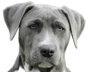 frontal portrait of a gray pitbull dog with blue eyes on a black background, a high resolution photographic image, with insanely detailed style  Transparent Background