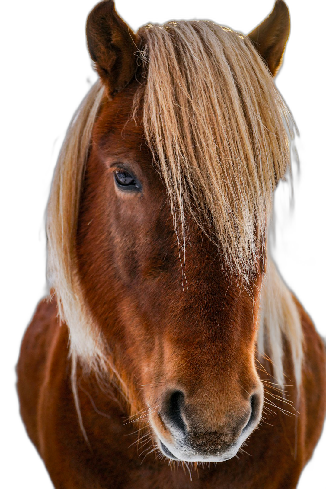 Portrait of an American telecommunications horse with blonde mane against a solid black background in a closeup, high resolution photographic style.  Transparent Background