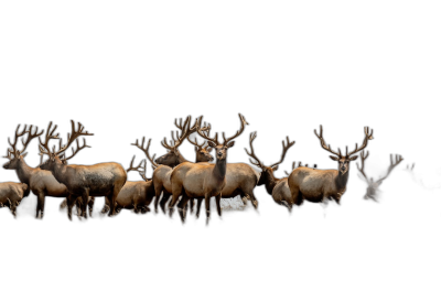 A herd of elk in the dark, long shot, full body shot, black background, high definition photography  Transparent Background