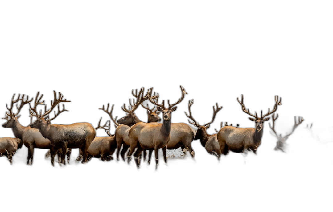 A herd of elk in the dark, long shot, full body shot, black background, high definition photography  Transparent Background