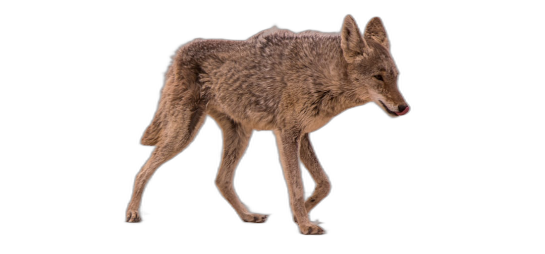 side view of coyote walking on black background, full body, high resolution photography, insanely detailed, fine details, isolated plain, stock photo color grading, hyper realistic style  Transparent Background