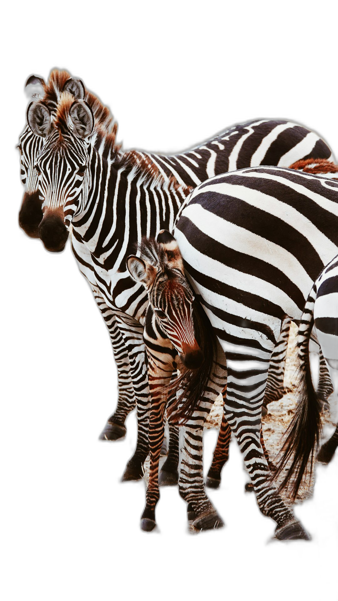 photorealistic Nikon photo of an adorable zebra family against a black background with white stripes, full-body portrait in the style of an adorable zebra family against a black background with white stripes, full-body portrait  Transparent Background