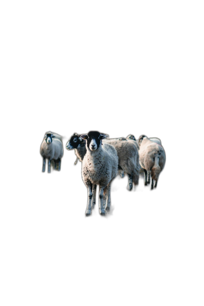 A single sheep with three more behind it on a black background, in the style of iPhone wallpaper.  Transparent Background