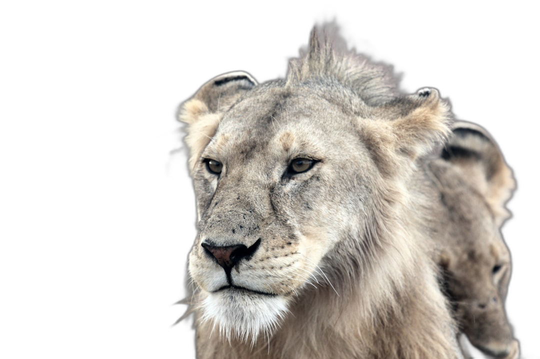 portrait of lioness and cub, isolated on black background, high resolution photography  Transparent Background