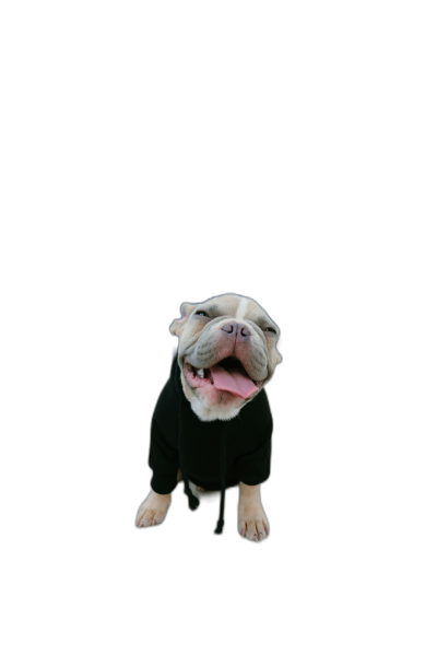 A cute happy bulldog wearing a black hoodie, smiling with its tongue out in a full body shot against a black background in high resolution photography.  Transparent Background