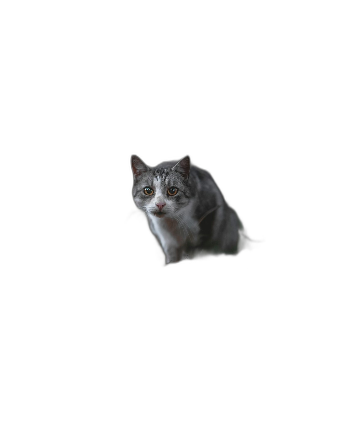 a grey and white cat sitting in the dark, eyelevel view, looking at camera, centered composition, black background, no light source, hyper realistic photography  Transparent Background