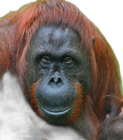 portrait of an orangutan, in the style of Canon EOS, black background, close up, orange and green colors  Transparent Background