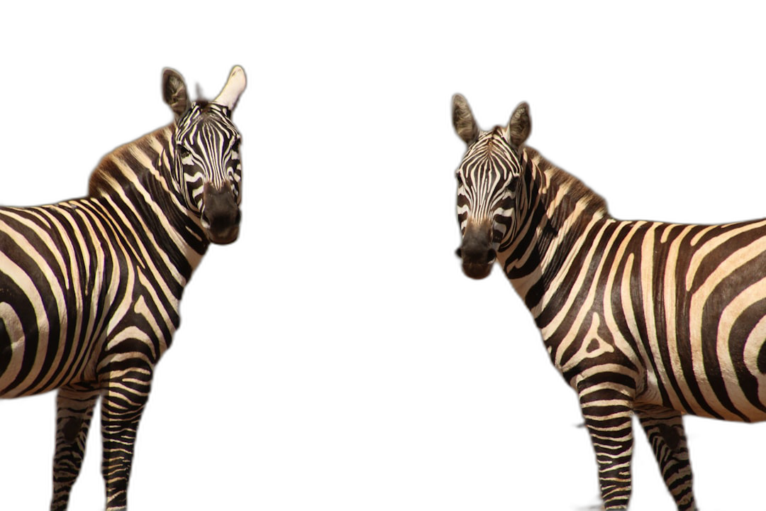 Two zebras standing side by side on a black background, one looking at the camera while the other faces away from it. The image has high resolution, quality, detail and contrast without grain. It is professionally color graded with shadows and sharp focus. The rendering was done in the style of Octane Render and includes visual effects.  Transparent Background