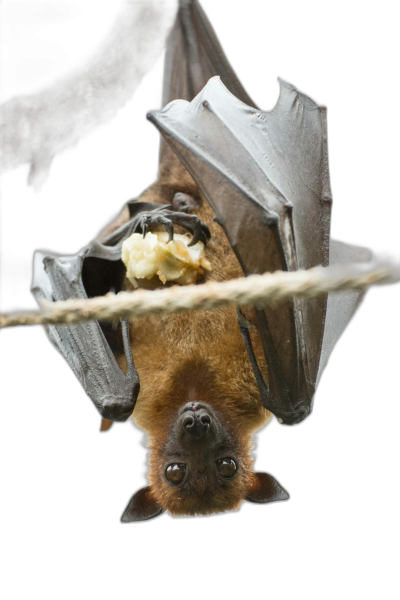 close up photo of fruit bat eating fruit upside down on rope, black background, national geographic photography style  Transparent Background