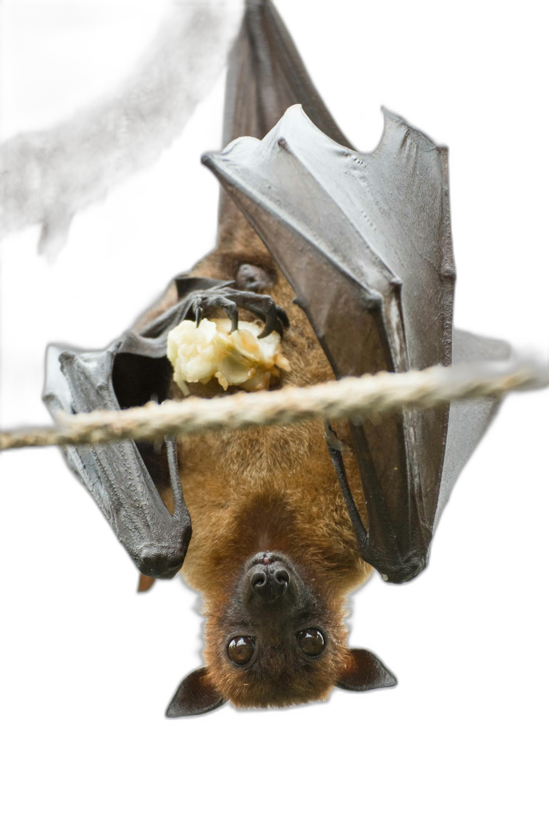 close up photo of fruit bat eating fruit upside down on rope, black background, national geographic photography style  Transparent Background